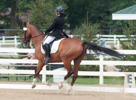 Dressage at Delaware
